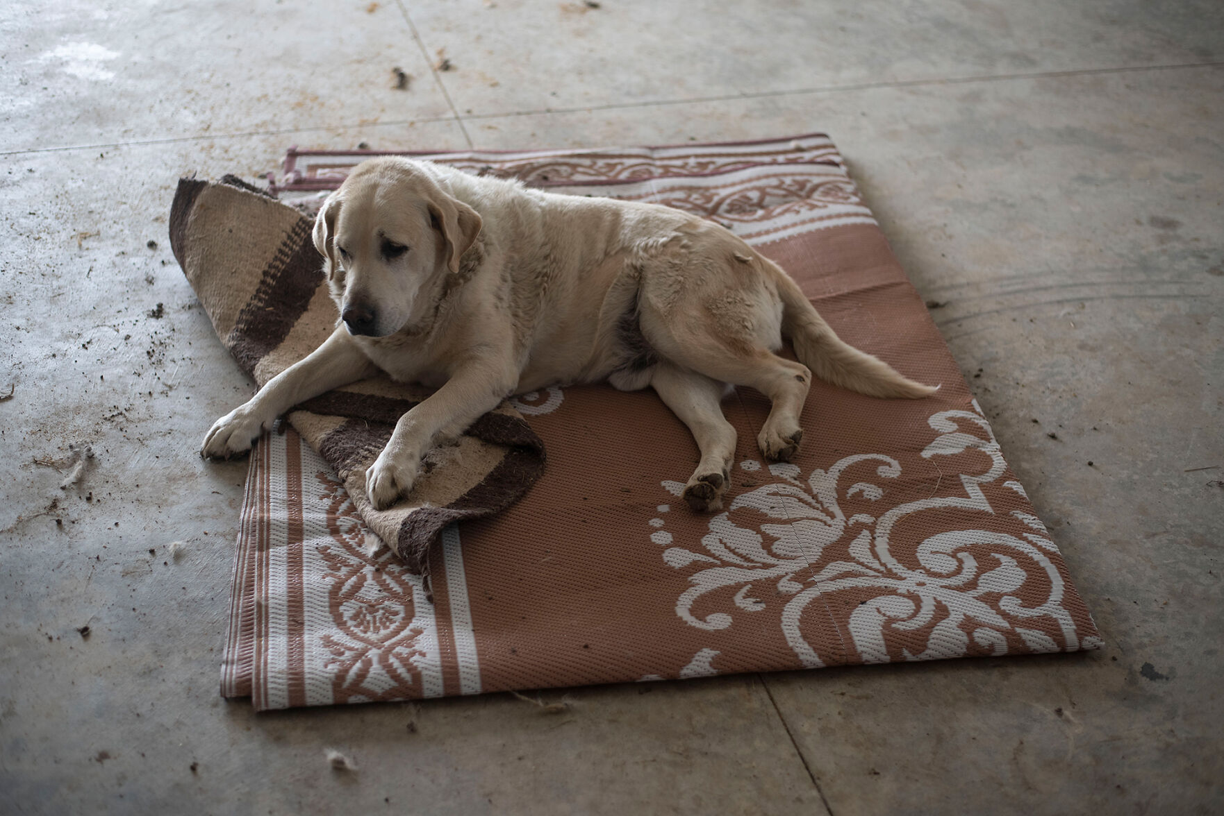 My grandfather’s dog, Jake, sits on a stack of rugs